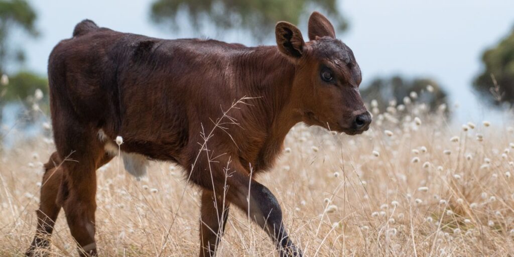 O impacto dos bovinos no aquecimento global
