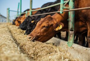 O impacto dos bovinos no aquecimento global