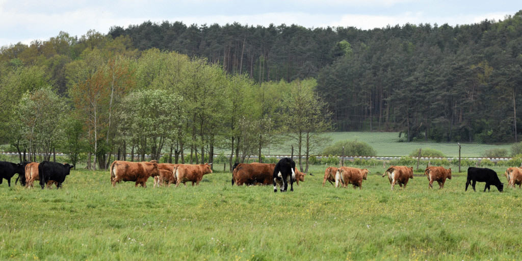 como preservar os recursos naturais

