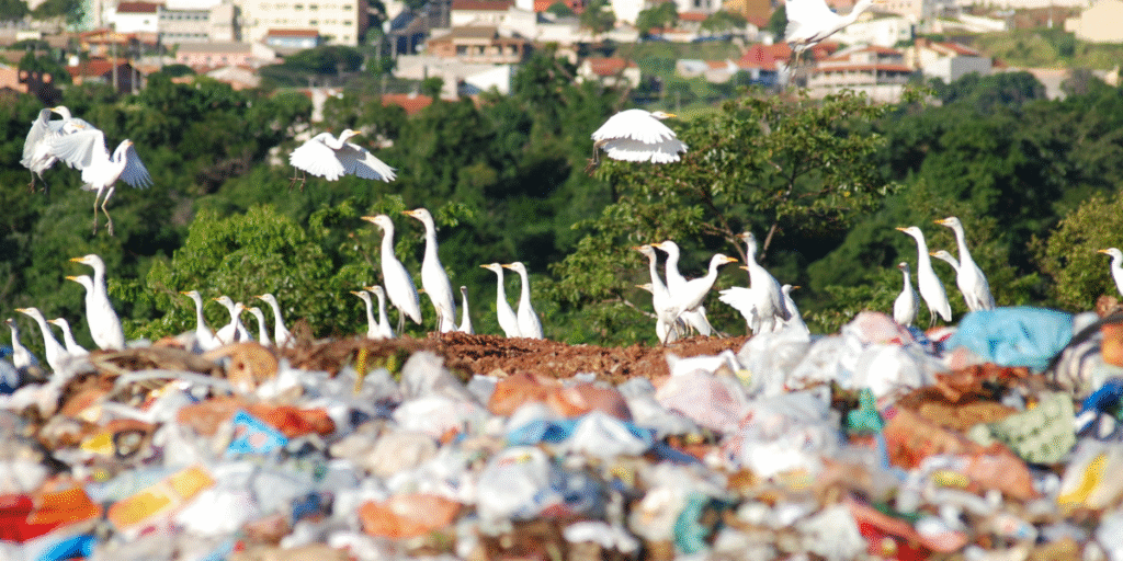 problemas ambientais
