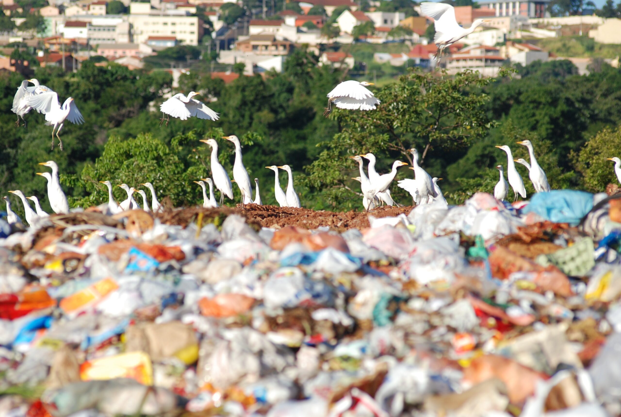 quais são os principais problemas ambientais
