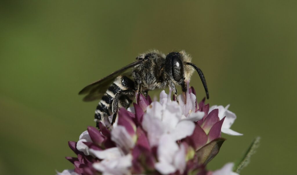 biodiversidade: conceito, importância e ameaças