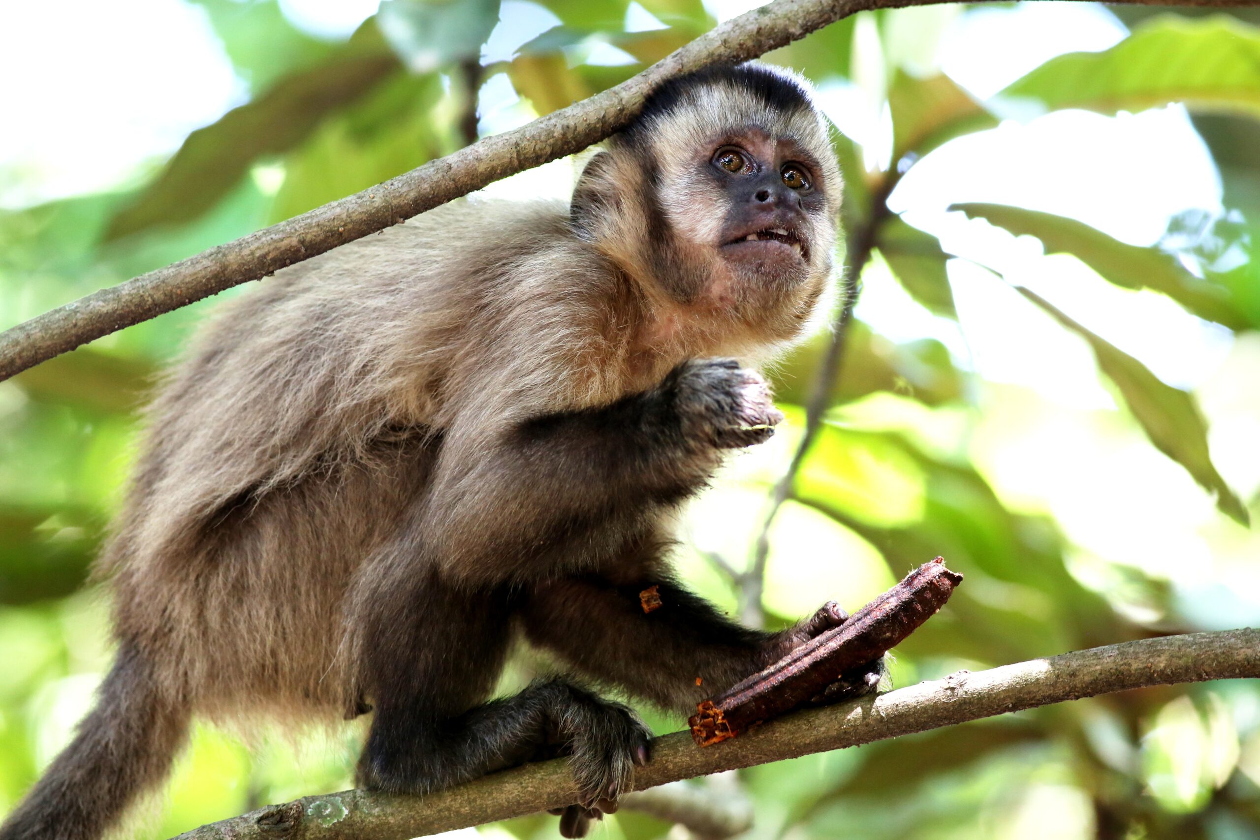 biodiversidade: conceito, importância e ameaças