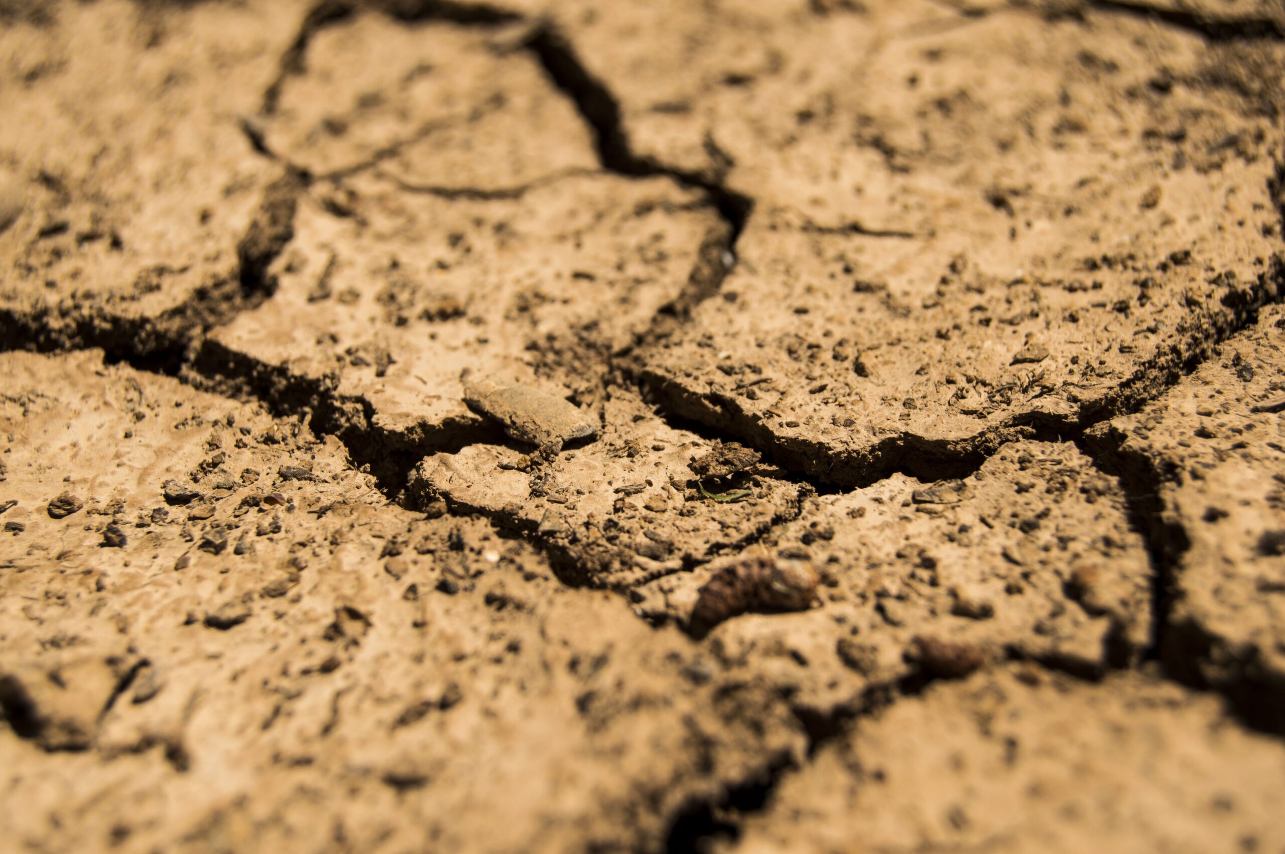 Agricultura regenerativa: como recuperar solos degradados