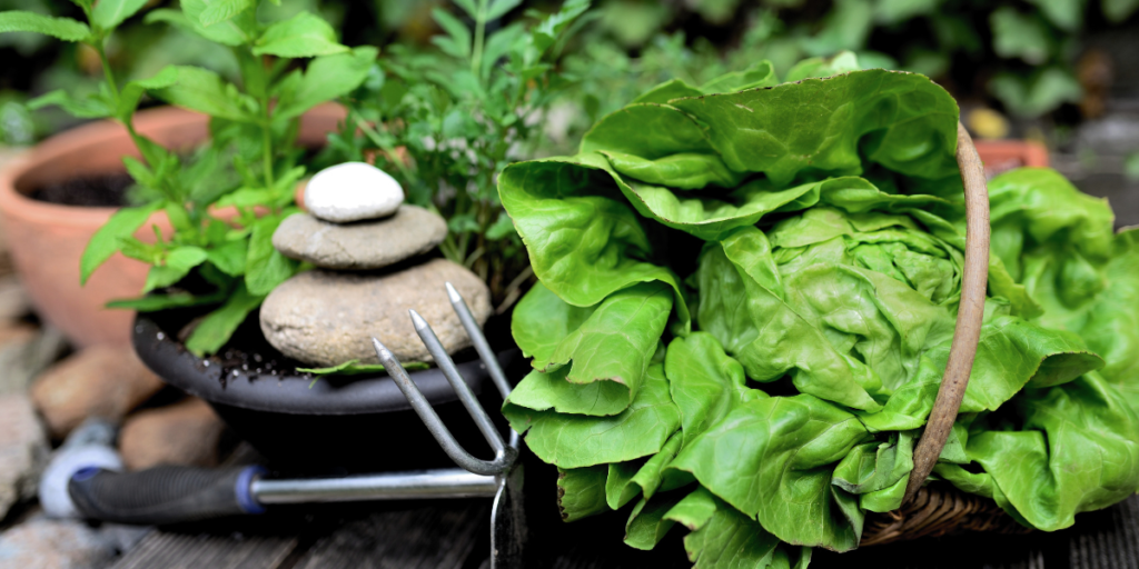 produção de alimentos orgânicos
